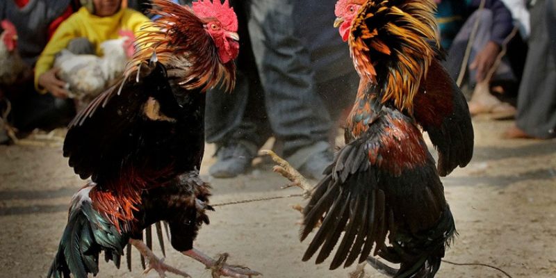 Thức ăn phục hồi cơ và tăng trọng tự nhiên cần bổ sung